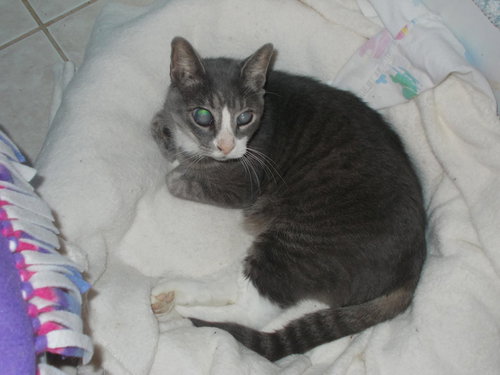 picture of the cat needing adoption
