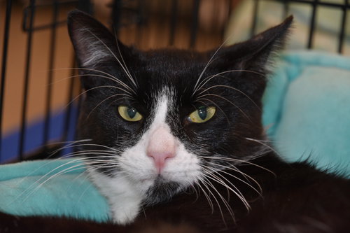 picture of the cat needing adoption