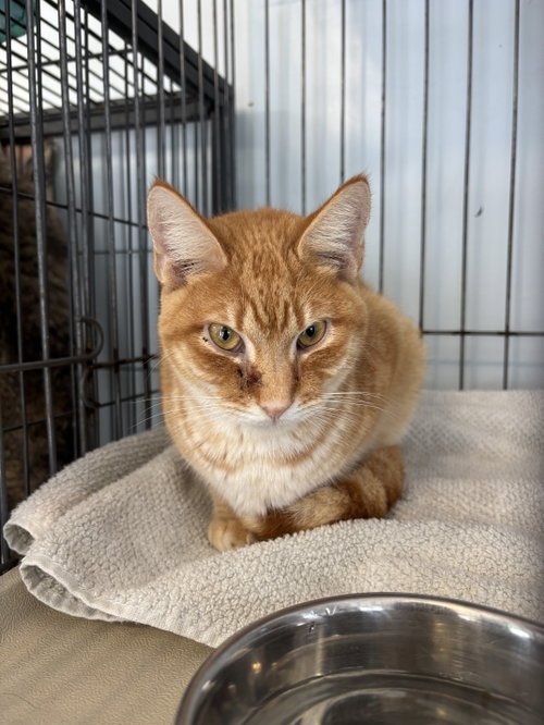 Evan, Young Domestic Short Hair (short coat), cat for adoption in Naples, Florida