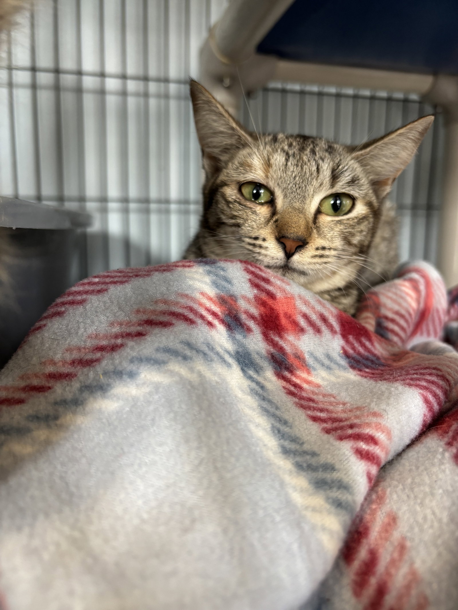 Sally Image