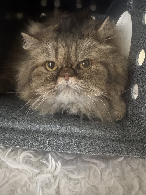 Ivy, an adoptable Persian in Naples, FL