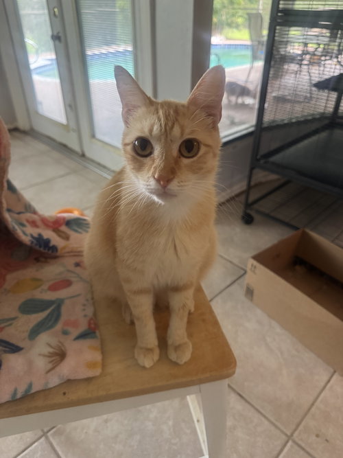 Clayton, an adoptable Domestic Short Hair in Naples, FL