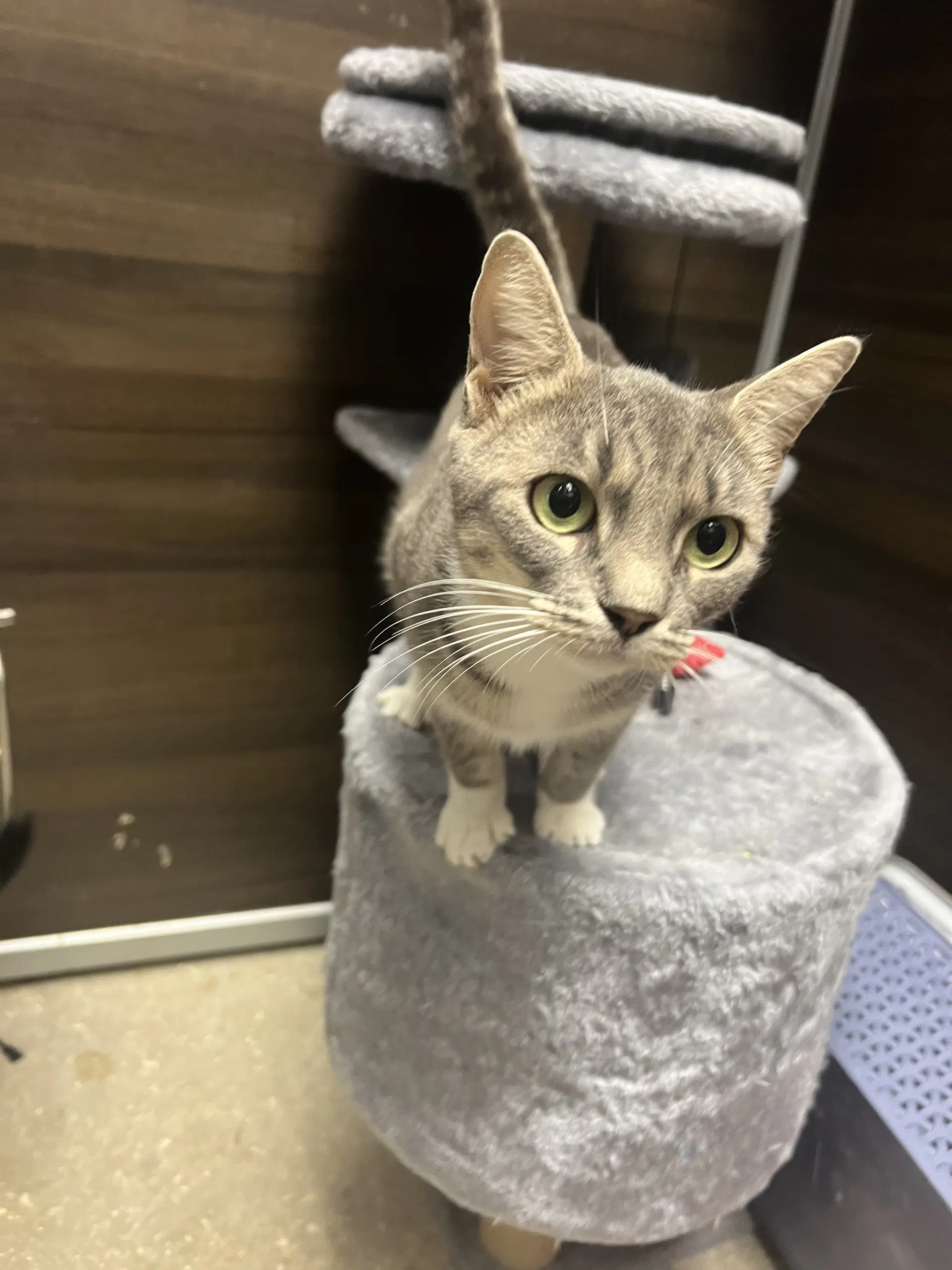Chapparita - Tabby