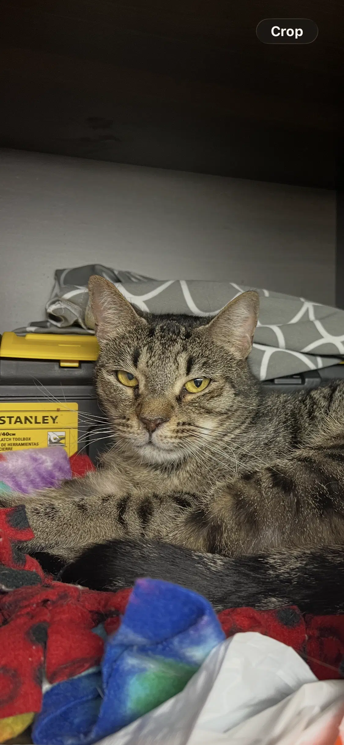 Buddy - Tabby