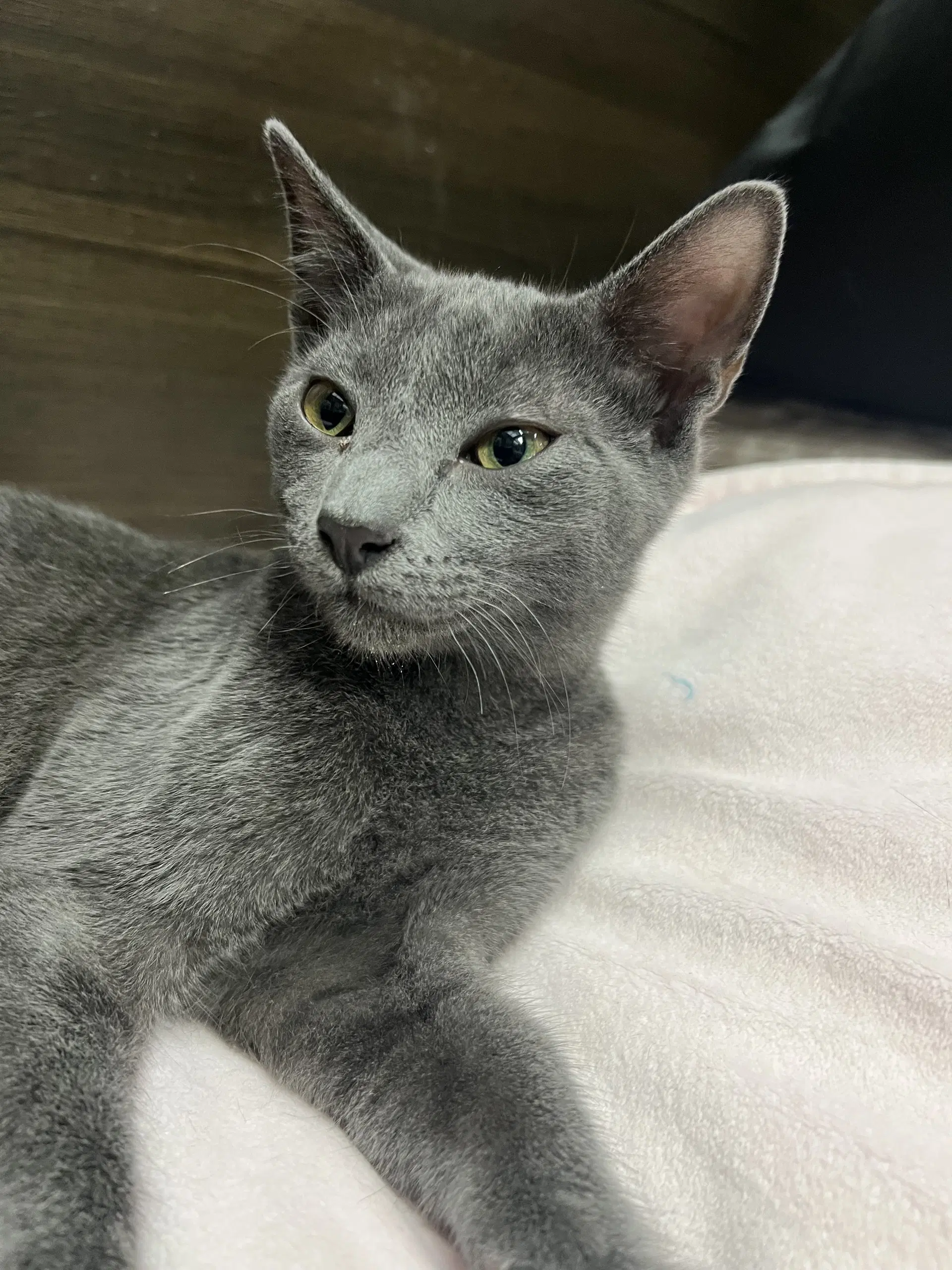 Nixon - Russian Blue