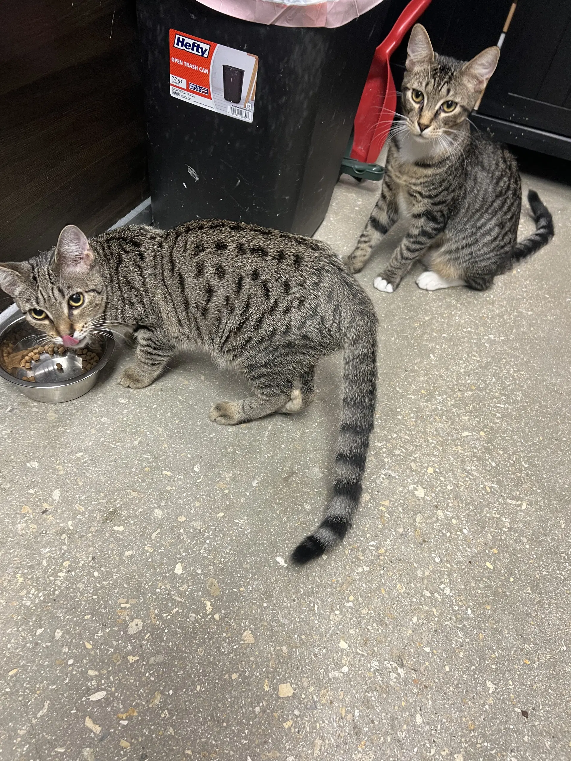 Hitch - Tabby