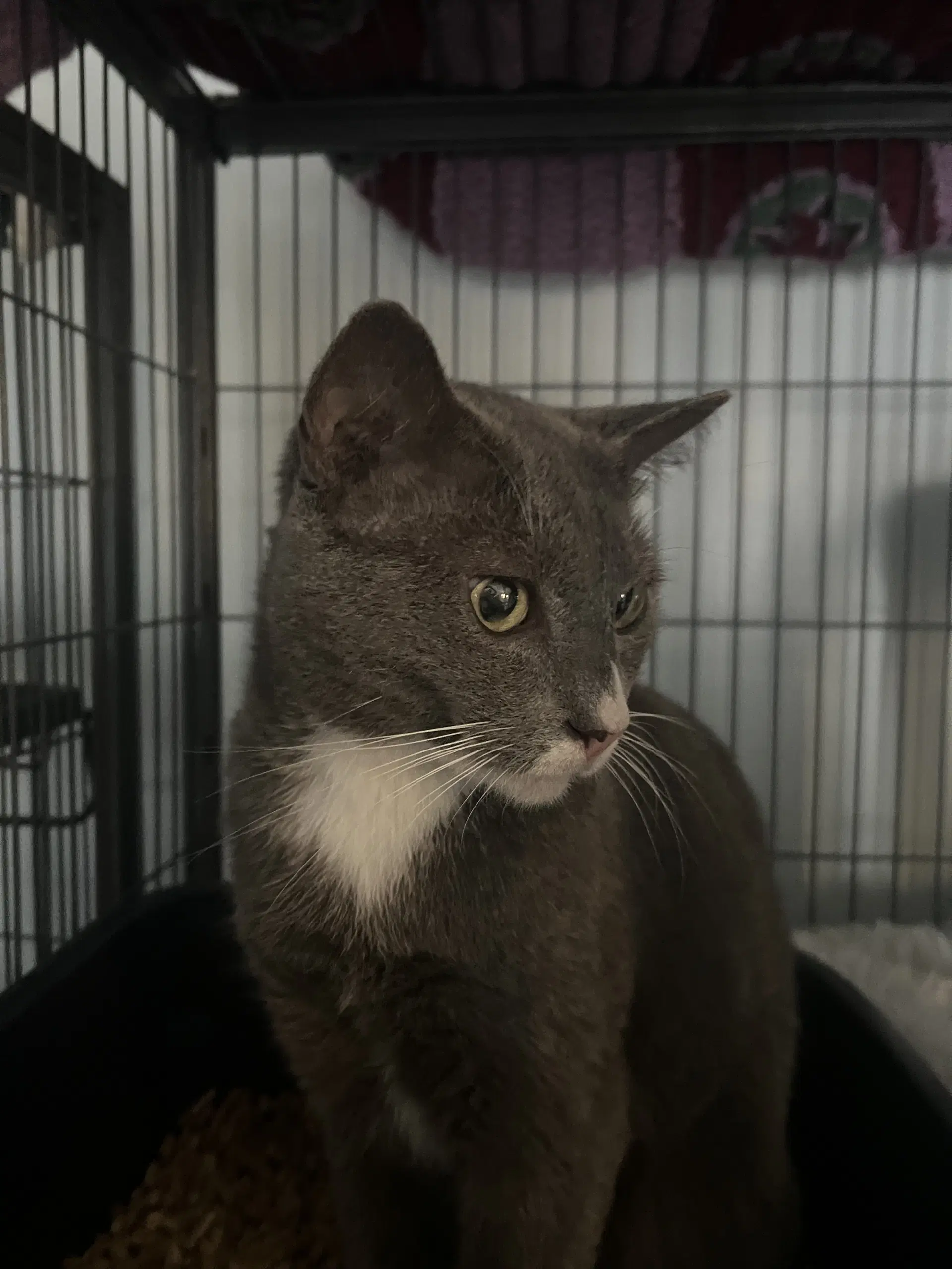 Socks - Domestic Short Hair