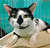 adoptable Cat in naples, FL named Diego