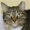 adoptable Cat in naples, FL named Cody