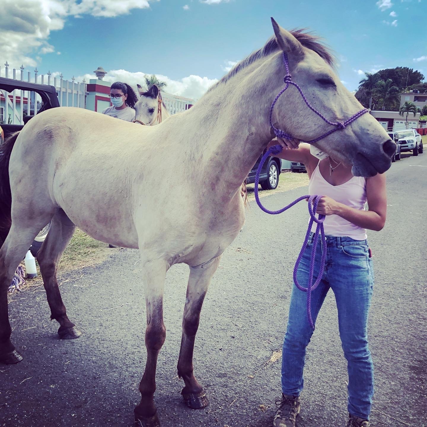adoptable Horse in Rincon, PR named MO