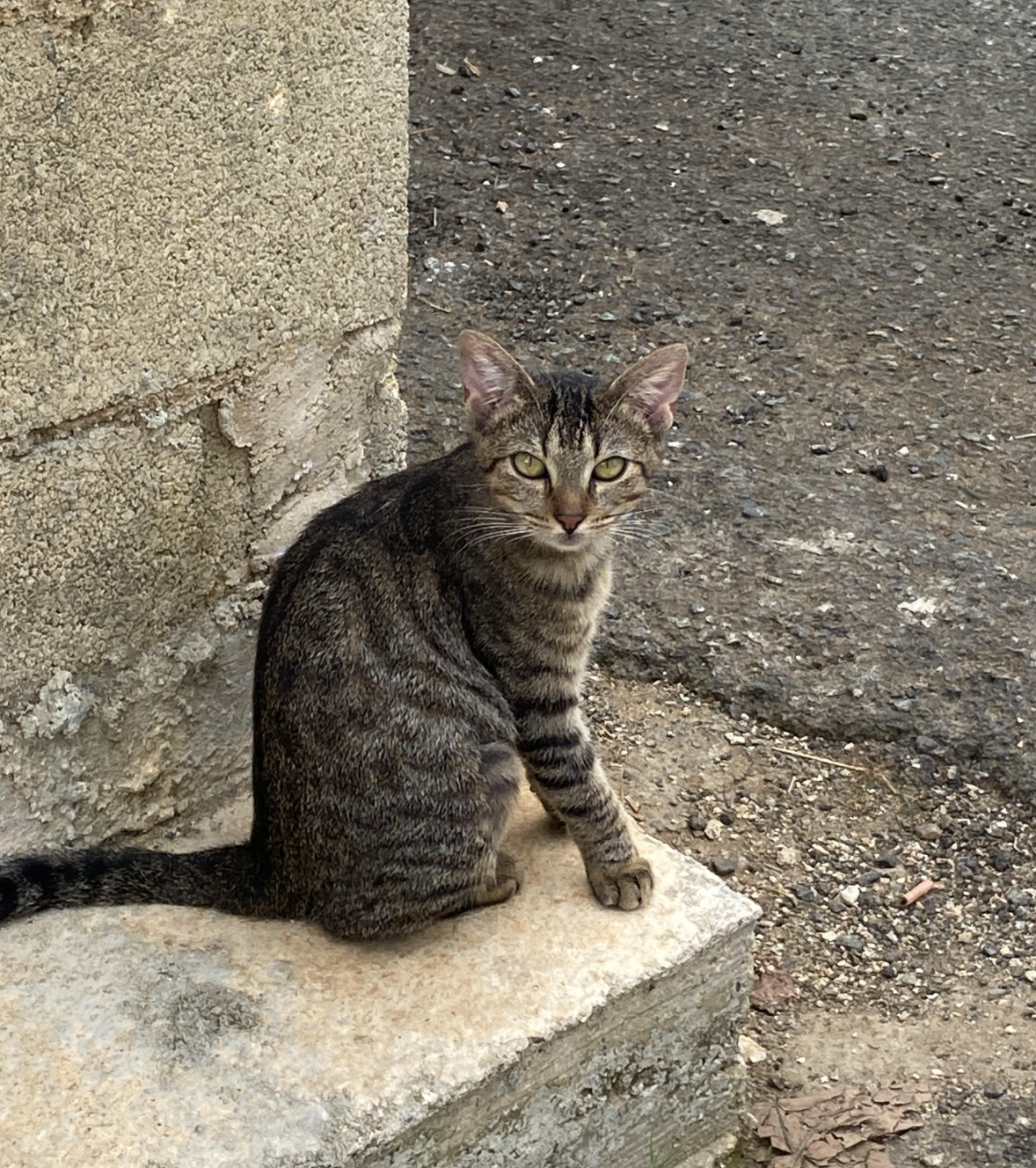 adoptable Cat in Rincon, PR named Sajori