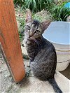 adoptable Cat in , PR named Sajori