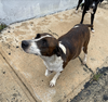adoptable Dog in , PR named Sofia