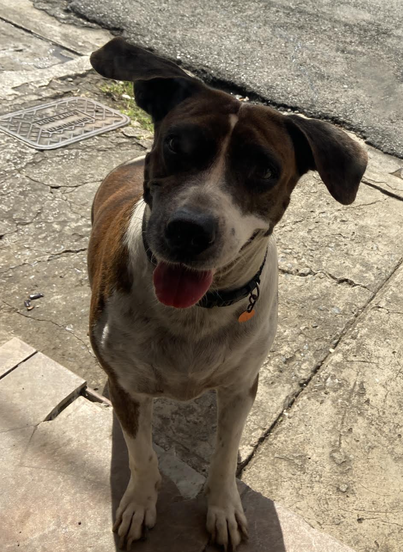 adoptable Dog in Rincon, PR named Sofia