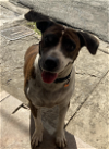 adoptable Dog in , PR named Sofia