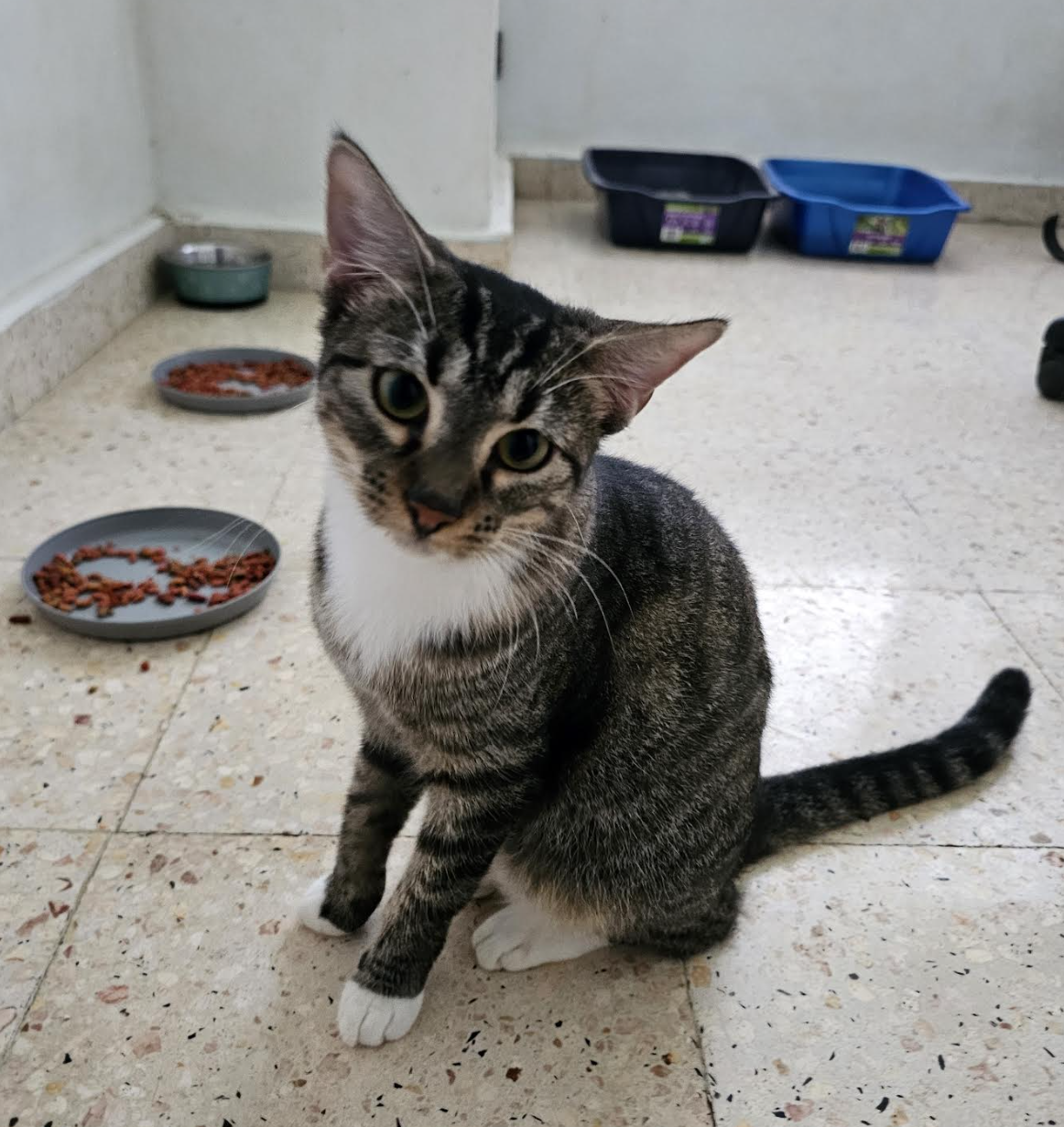 adoptable Cat in Rincon, PR named Olivia