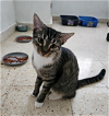 adoptable Cat in , PR named Olivia