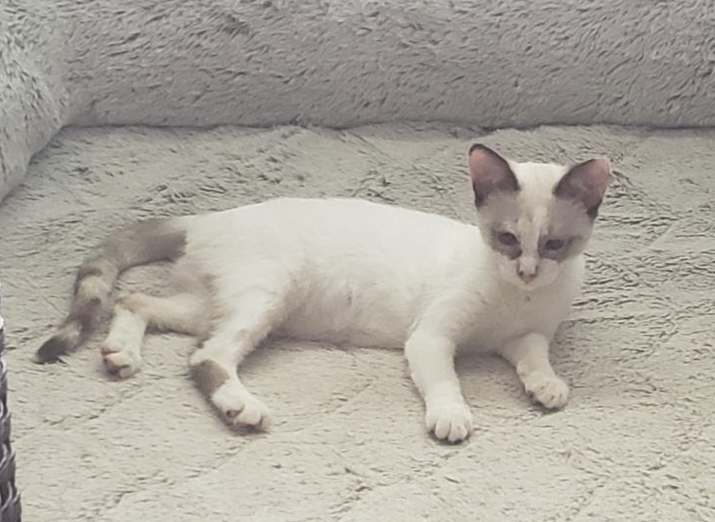adoptable Cat in Rincon, PR named Sky