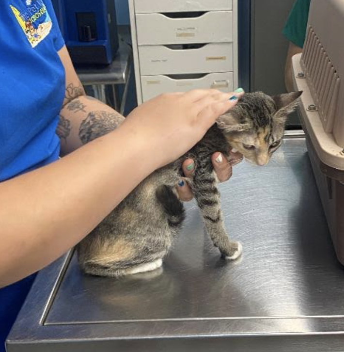 adoptable Cat in Rincon, PR named Storm