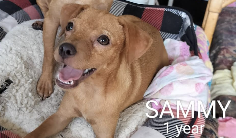 adoptable Dog in Rincon, PR named Sammy