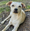 adoptable Dog in rincon, PR named Tambor