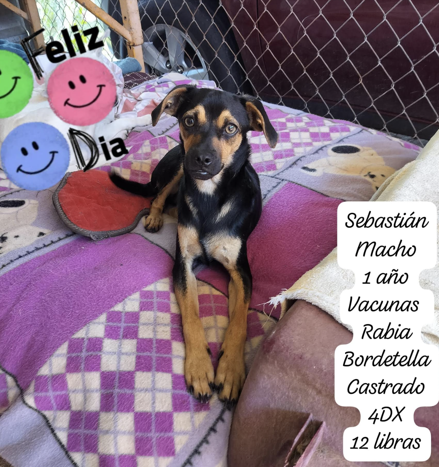 adoptable Dog in Rincon, PR named Sebas