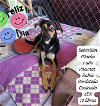 adoptable Dog in , PR named Sebas