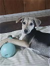 adoptable Dog in , PR named Perejil