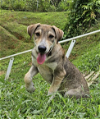 adoptable Dog in , PR named Pancho