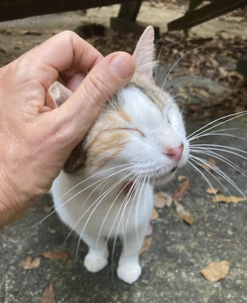 adoptable Cat in Rincon, PR named Rosita
