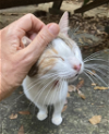 adoptable Cat in , PR named Rosita