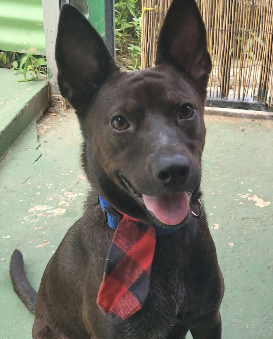 adoptable Dog in Rincon, PR named Rook