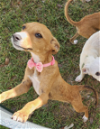 adoptable Dog in rincon, PR named Zara
