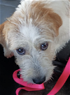 adoptable Dog in , PR named Pelusa