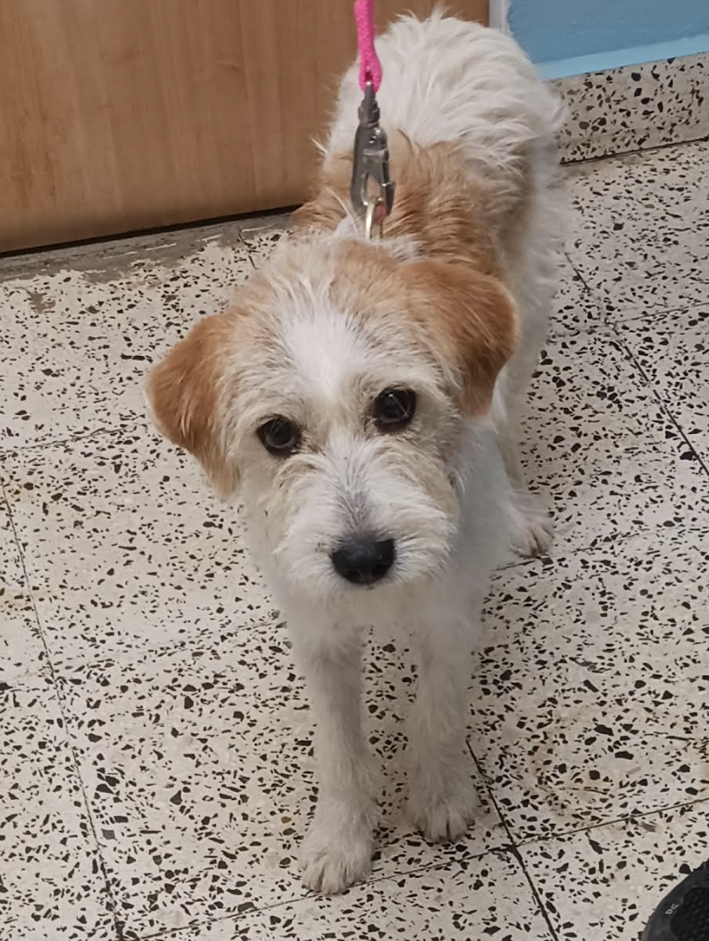 adoptable Dog in Rincon, PR named Pelusa