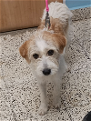 adoptable Dog in , PR named Pelusa