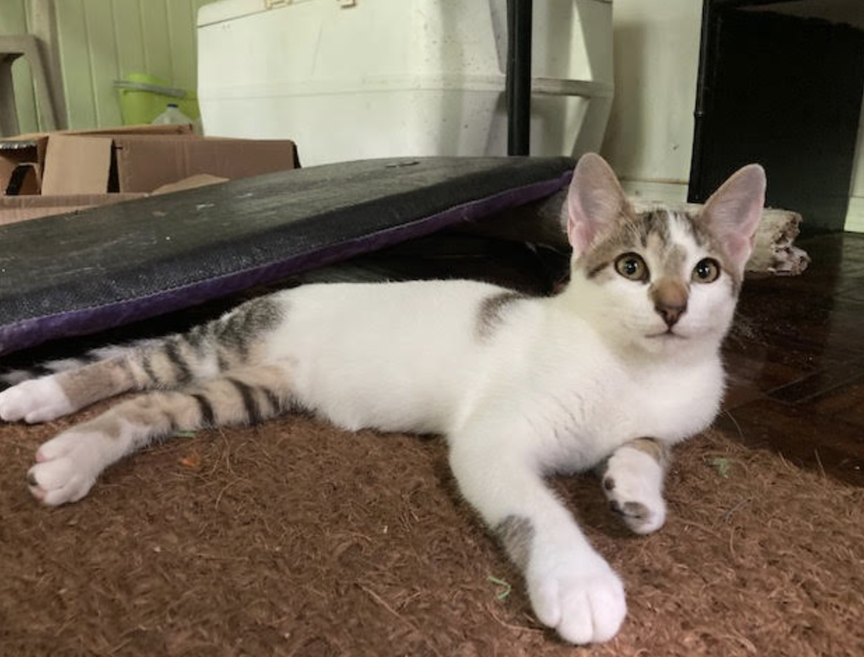 adoptable Cat in Rincon, PR named Tevi