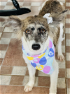 adoptable Dog in , PR named Merlin and Merlina