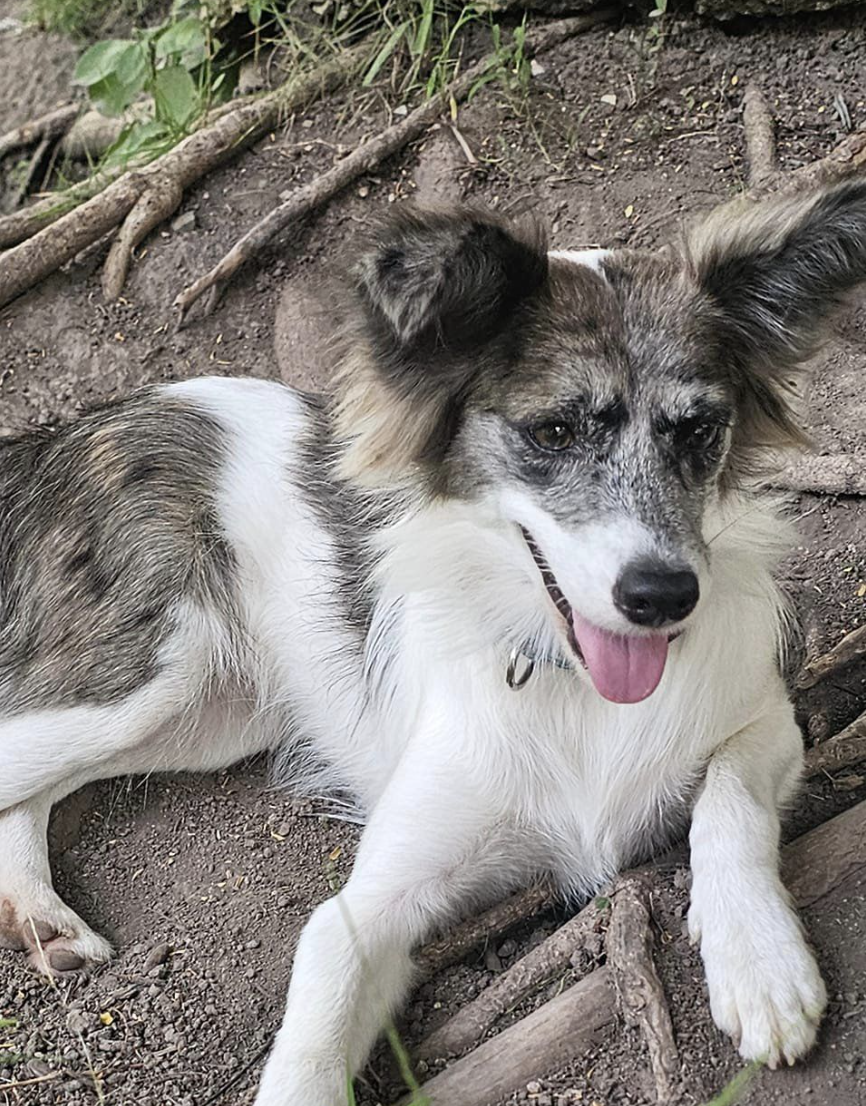 adoptable Dog in Rincon, PR named Merlin and Merlina