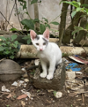 adoptable Cat in , PR named Oscar
