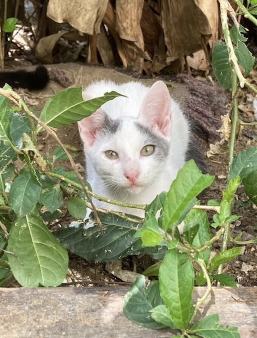 adoptable Cat in Rincon, PR named Oscar