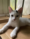 adoptable Cat in , PR named Odine