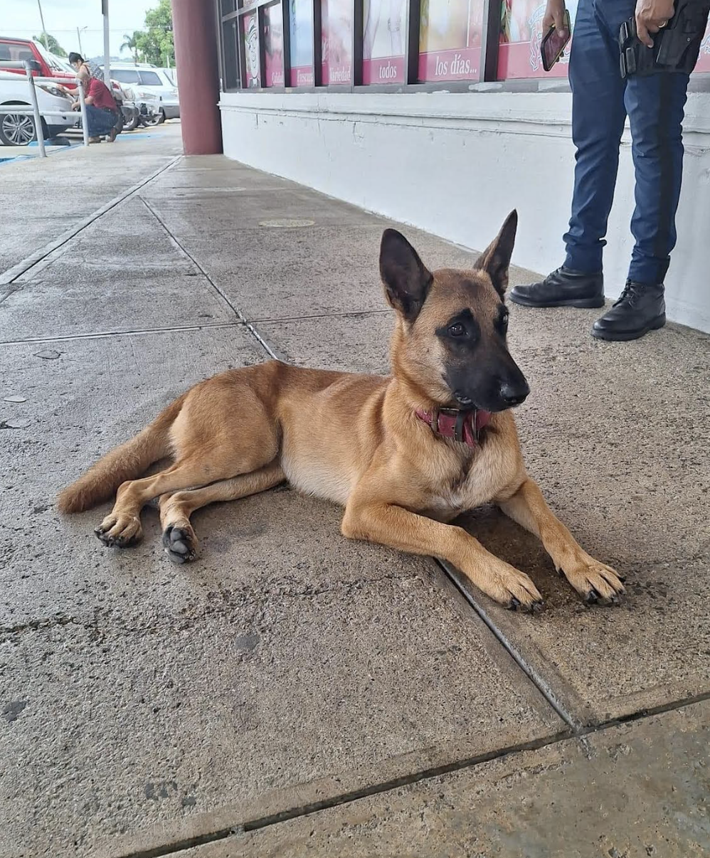 adoptable Dog in Rincon, PR named Rex