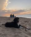 adoptable Dog in , PR named Paulo