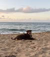 adoptable Dog in , PR named Pepito