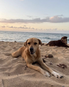adoptable Dog in , PR named Piña