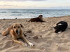 adoptable Dog in , PR named Puntas Pups