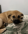 adoptable Dog in  named Choco