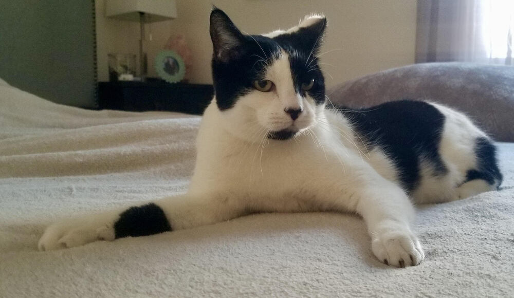 adoptable Cat in Whitestone, NY named Oreo