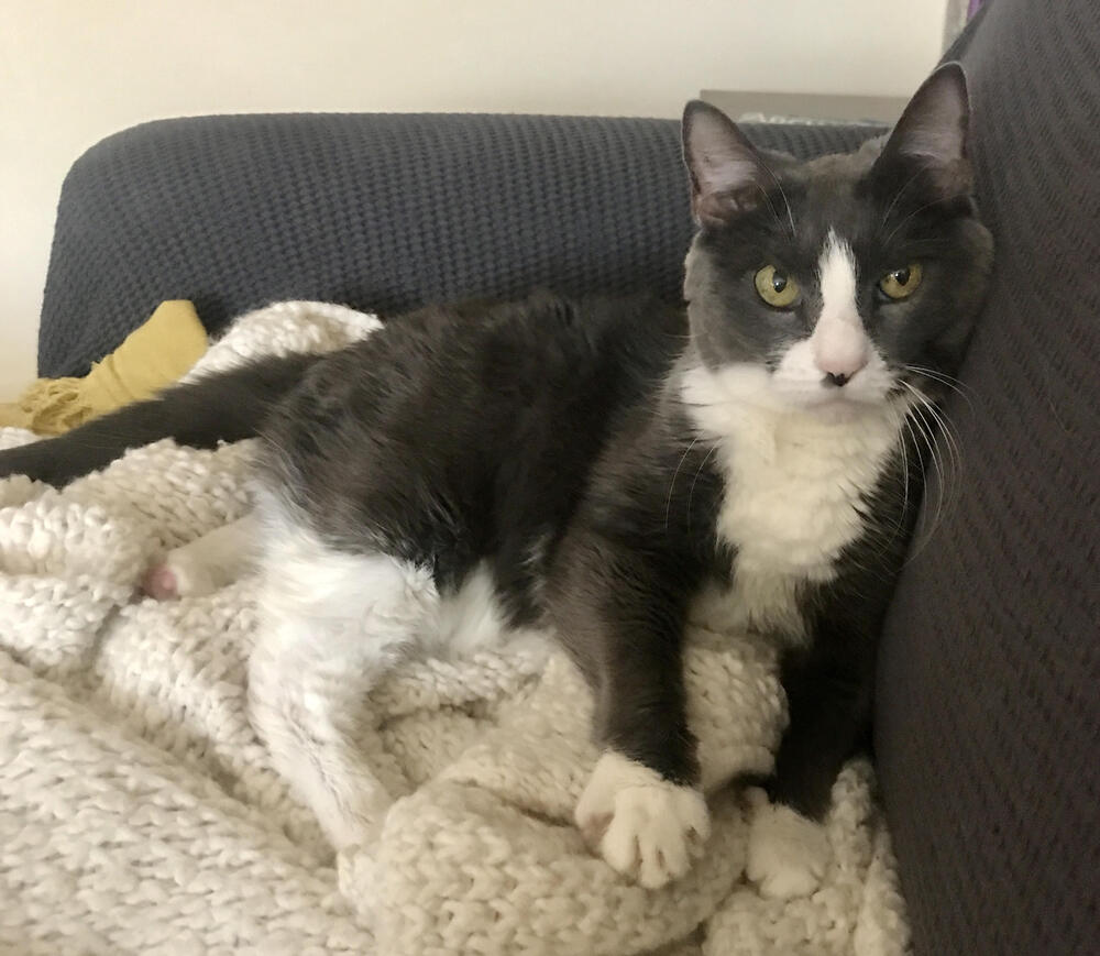 adoptable Cat in Whitestone, NY named Mya